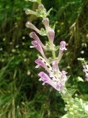 Scutellaria columnae
