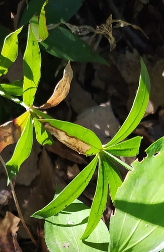 Rubia peregrina longifolia