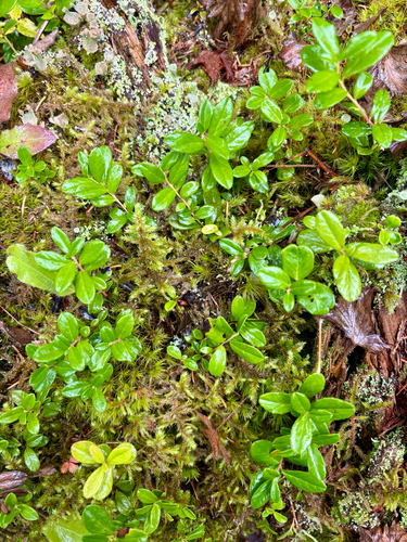 Lingonberry