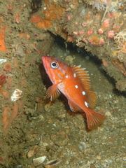 Sebastes rosaceus