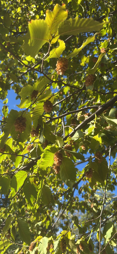 European Hop-hornbeam