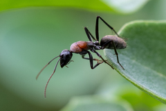 Camponotus ephippium