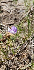 Lathyrus polymorphus