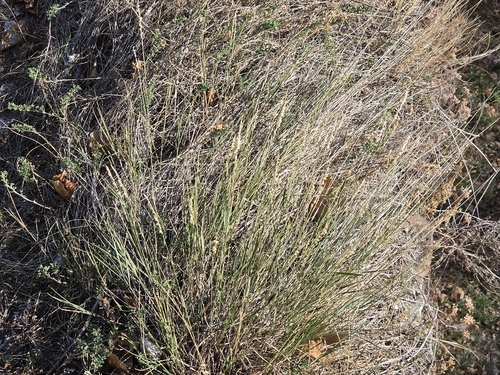 Melica ciliata, 2026-10-11