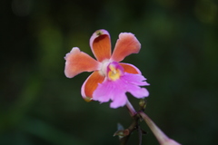 Epidendrum schweinfurthianum