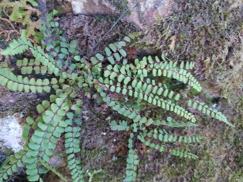 common maidenhair spleenwort