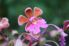 Epidendrum schweinfurthianum