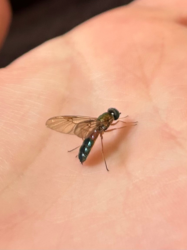 Twin-Spot Centurion Fly