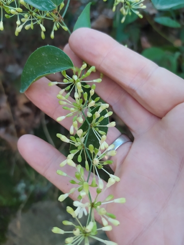 Smilax aspera aspera
