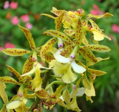 Epidendrum stamfordianum