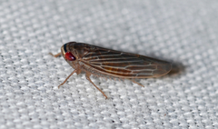 Chlorotettix necopinus