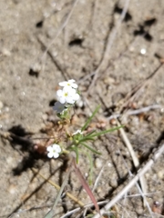 Cryptantha intermedia intermedia