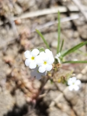Cryptantha intermedia intermedia
