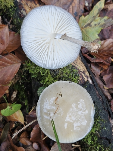 porcelain mushroom