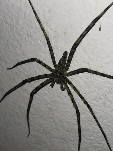 Heteropoda boiei