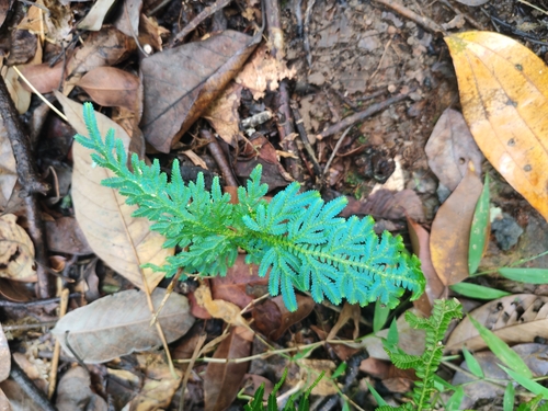 Selaginella willdenowii observed 2026-10-01