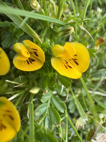 Adesmia securigerifolia