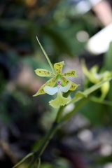 Epidendrum stamfordianum