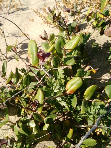 Mediterranean Honeysuckle