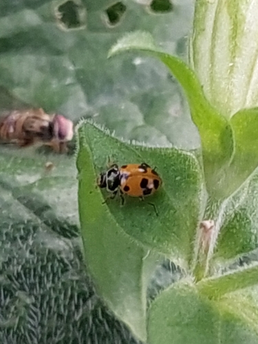 Variegated Lady Beetle