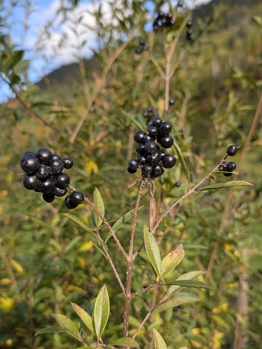 Common Privet