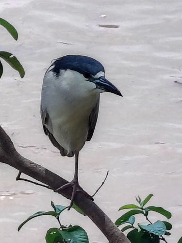 Black-crowned Night Heron