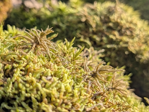 Cypress-leaved Plait-moss
