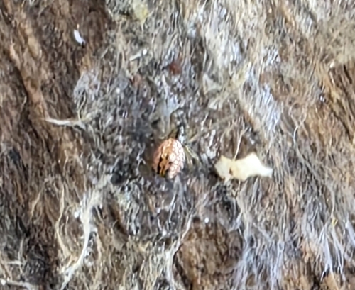Cricket-bat Orbweaver