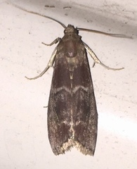 Euzophera ostricolorella