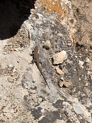 Sceloporus tristichus