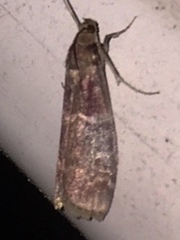 Euzophera ostricolorella