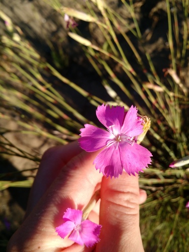 Apennine wood pink