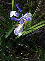 Iris longipetala