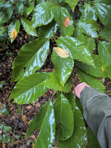 Cucumber-tree