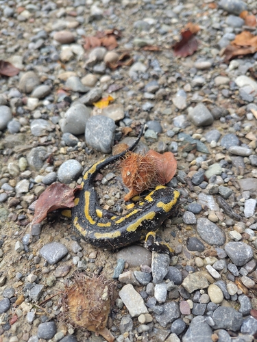 Fire Salamander