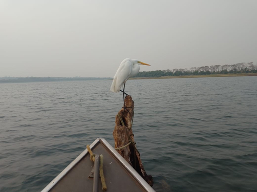Great Egret