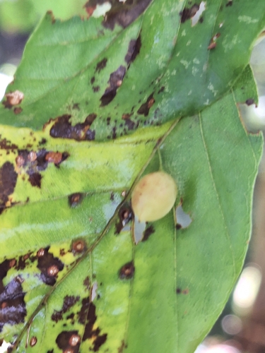 Beech Gall Midge
