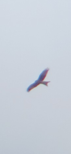 Red Kite