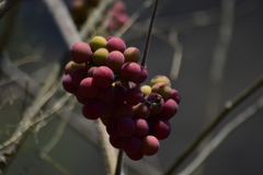 Ampelocissus acapulcensis