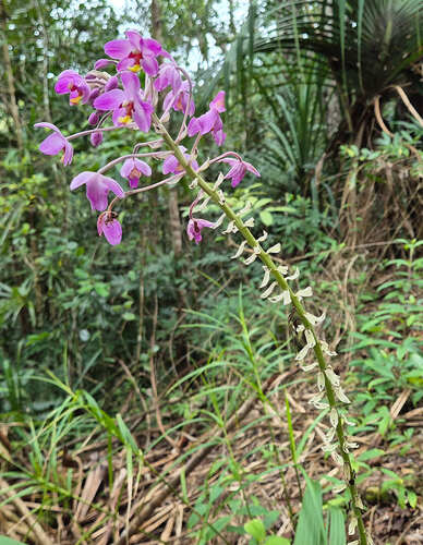 Spathoglottis pacifica observed 2026-09-13