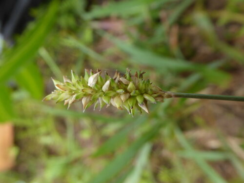 Sacciolepis indica observed 2026-10-07