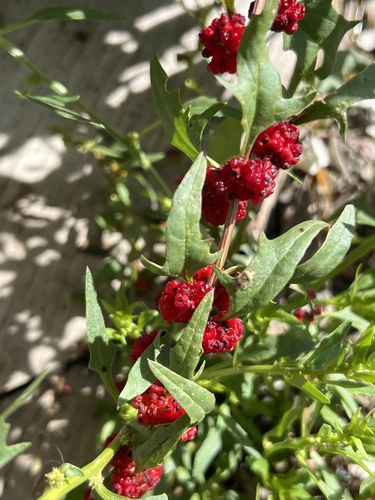 Blitum virgatum observed 2026-10-11