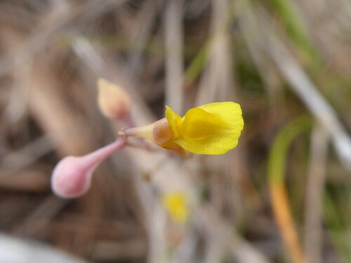 Utricularia bifida observed 2026-10-07