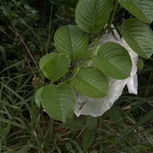 Passiflora quadrangularis observed 2026-10-10