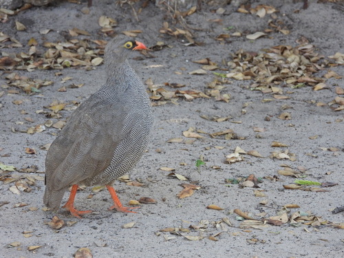 iNaturalist image