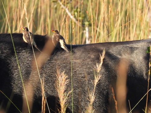iNaturalist image