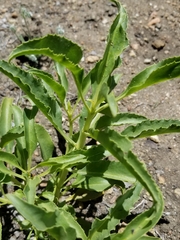 Penstemon spectabilis spectabilis