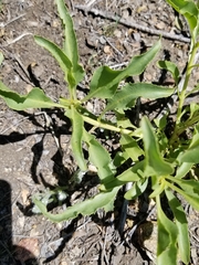 Penstemon spectabilis spectabilis