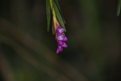 Isochilus linearis
