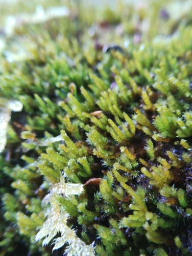 Platygyrium repens observed 2026-10-10